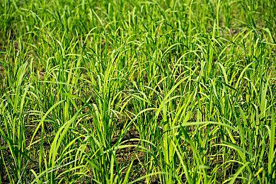 《地下城与勇士：决斗》角色Spectre将于7月12日加入